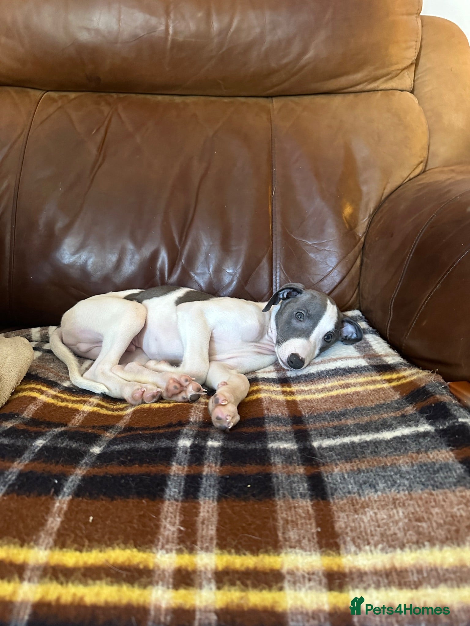 Mixed Breed dogs READY NOW!3 boys!Italian greyhound x whippet pups! - Advert 1