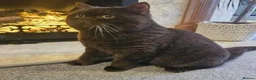 British Shorthair cats for sale: Beautiful Black BSH Kittens £995 GCCF ready 18/9 - Advert 2