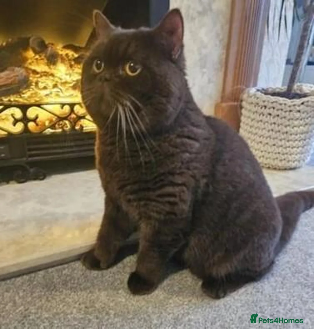British Shorthair cats for sale: Beautiful Black BSH Kittens £995 GCCF ready 18/9 - Advert 2