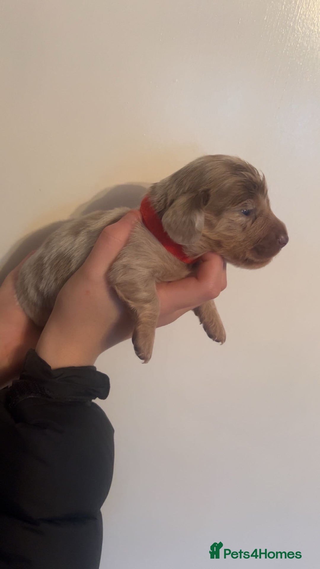 Miniature Dachshund dogs for sale: Miniature long haired adorable dachshunds - Advert 9