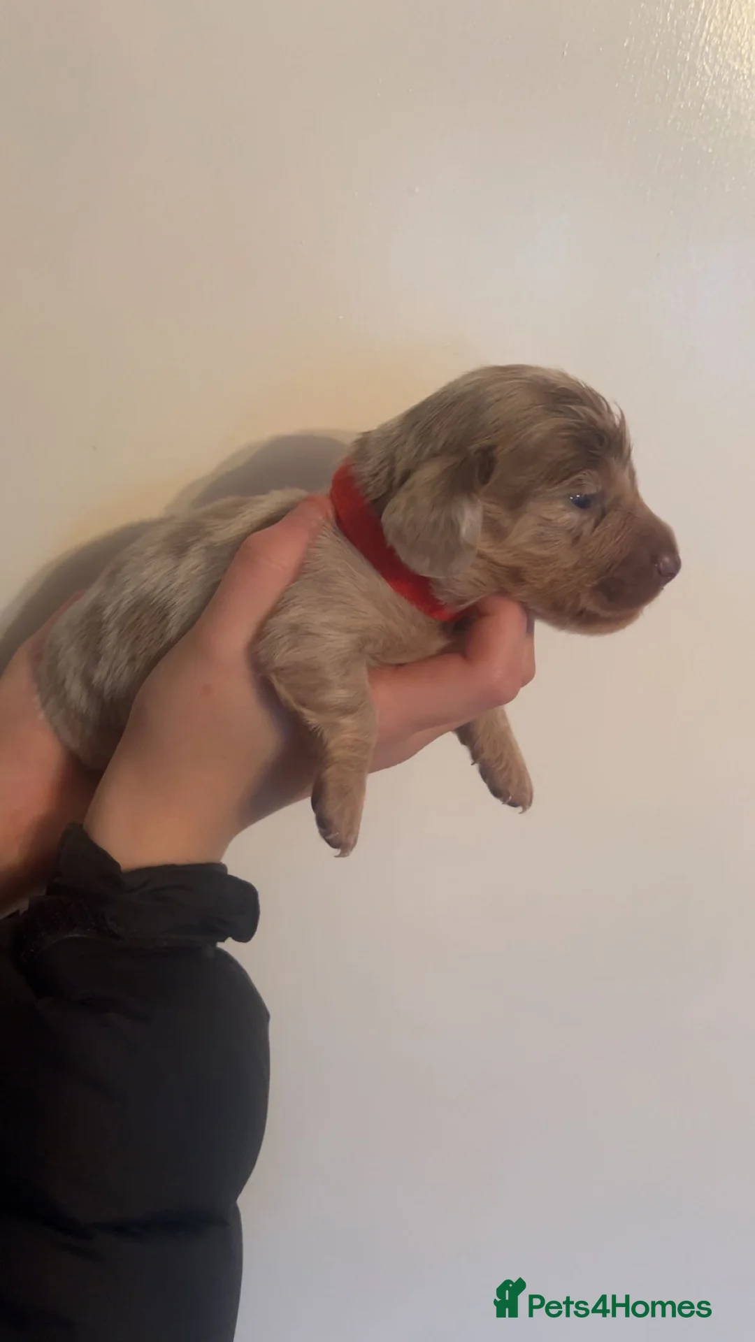 Miniature Dachshund dogs for sale: ‼️ LAST 3 READY TO LEAVE NOW ‼️ - Advert 11