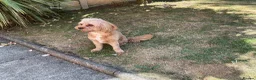 Cavapoo dogs for sale: Winnie in Sutton Coldfield - Advert 2