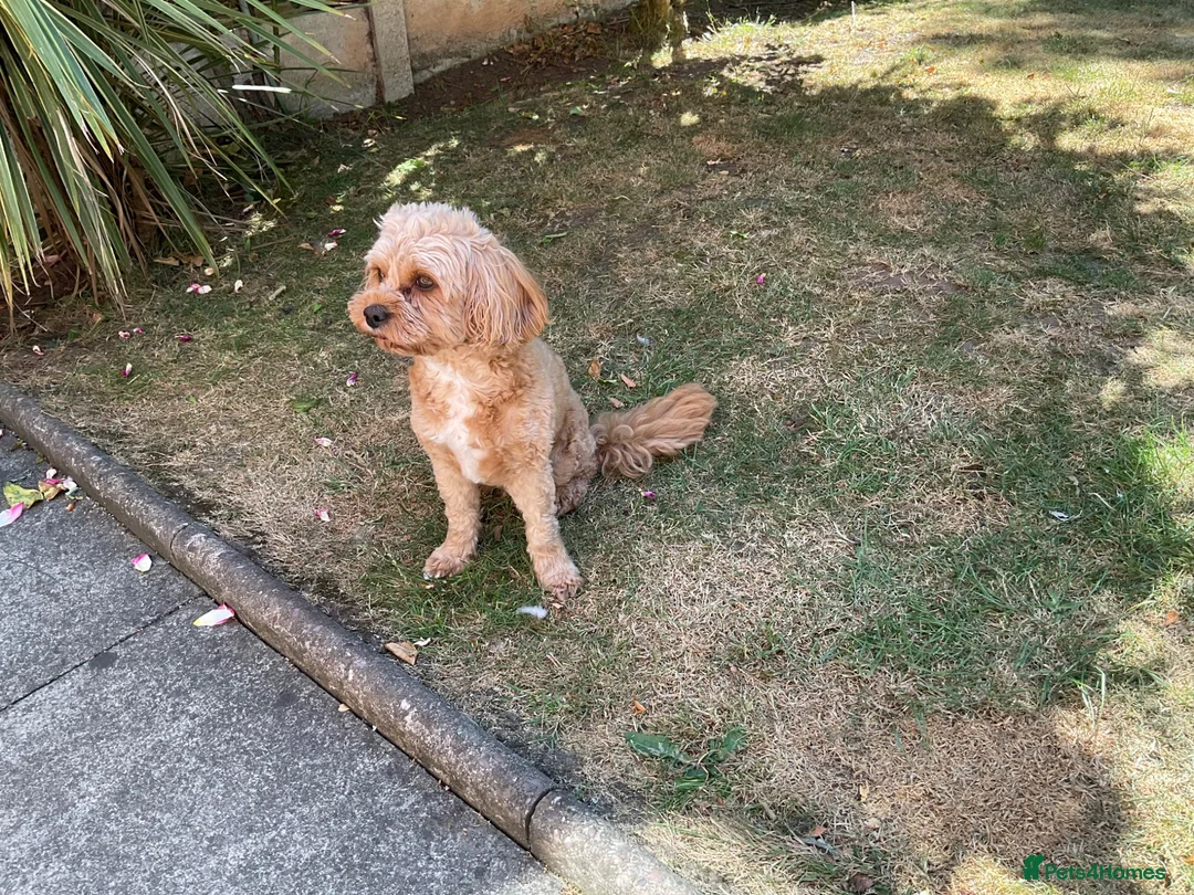 Cavapoo dogs for sale: Winnie in Sutton Coldfield - Advert 2