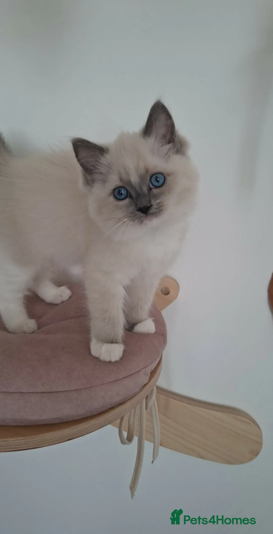 Ragdoll cats for sale: LAST ONE !!! GCCF registered Ragdoll GIRL  - Advert 2