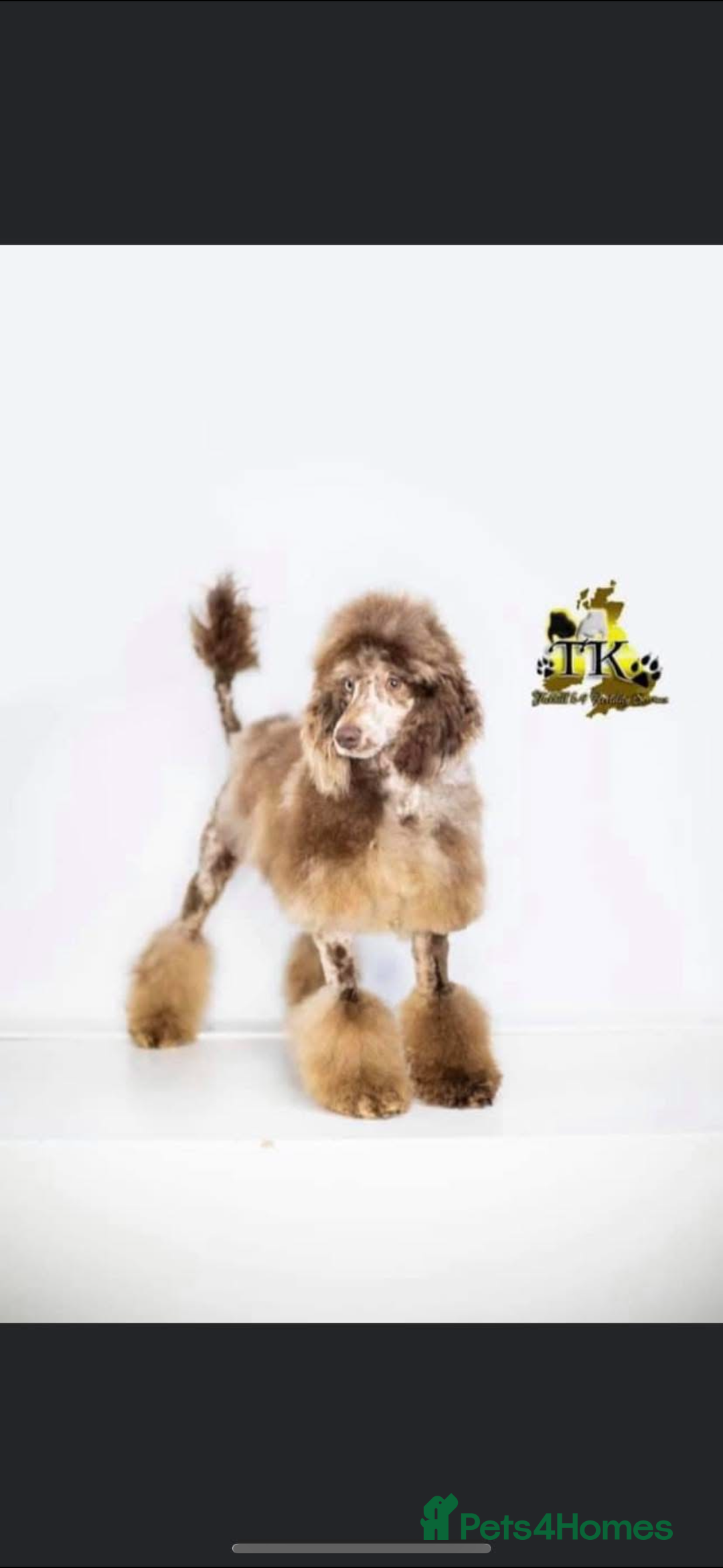 Sproodle dogs for sale: Ready to leave now F1 sproodles - Image 3