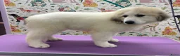 Pyrenean Mountain Dog dogs for sale: Beautiful female availble - Advert 4