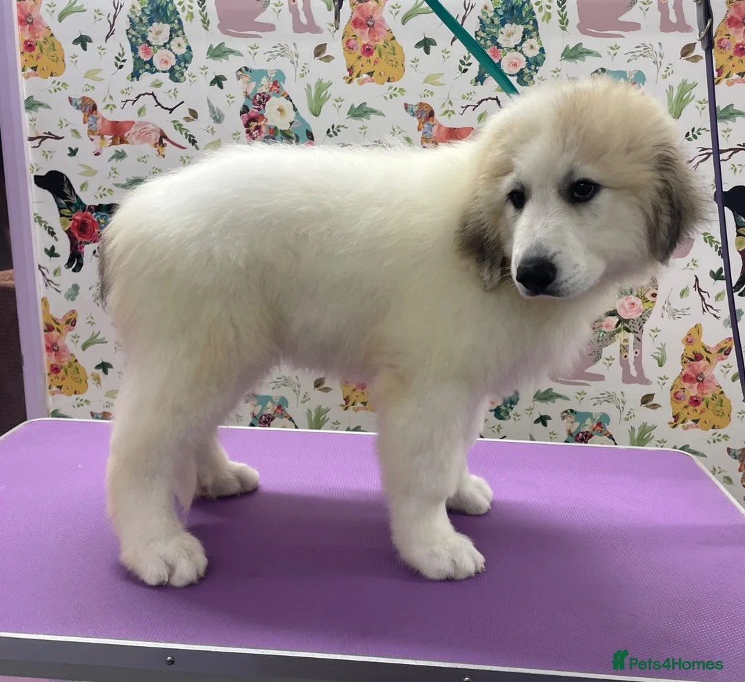 Pyrenean Mountain Dog dogs for sale: Beautiful female availble - Advert 4