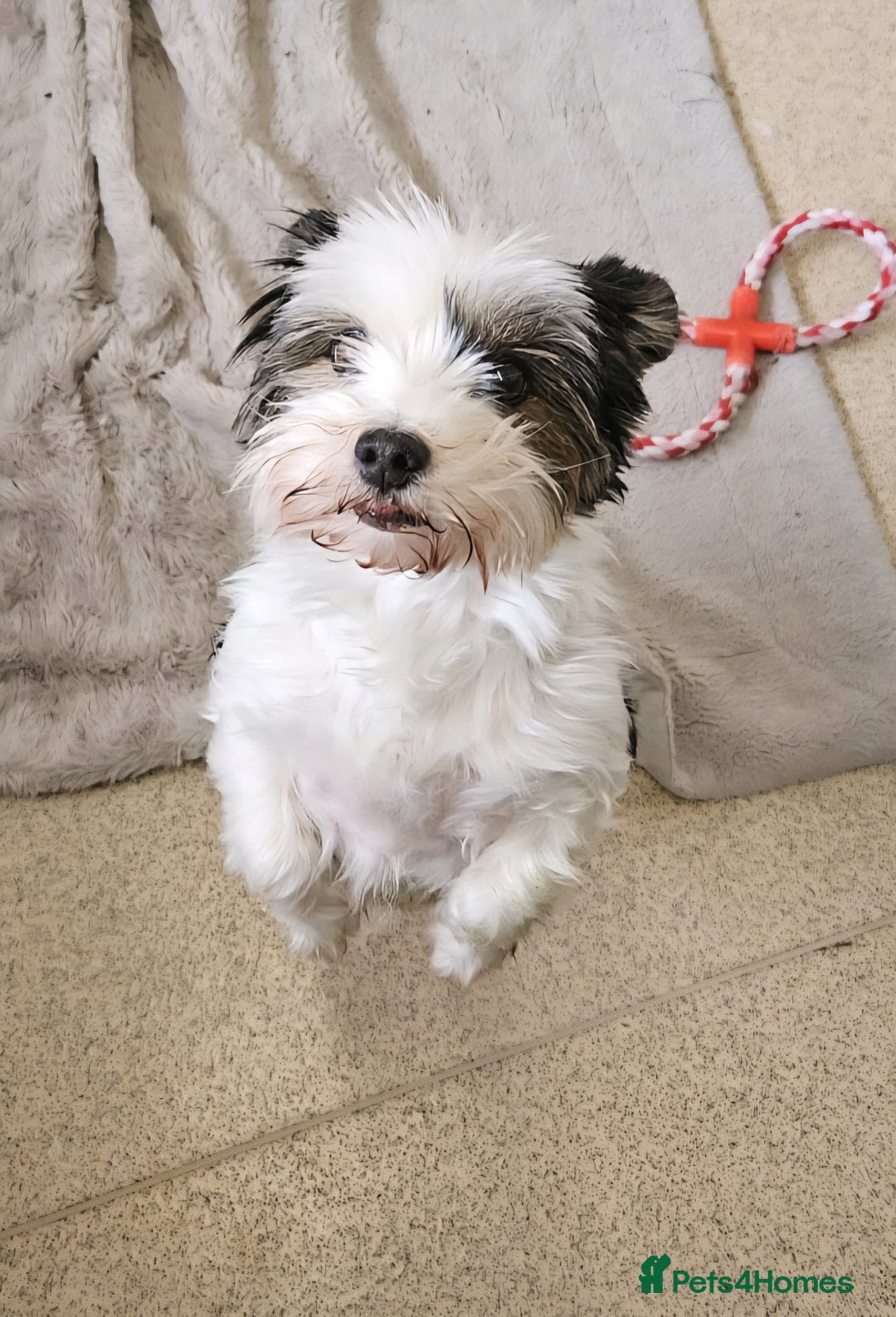 Yorkshire Terrier dogs for sale: 🩷 DNA TESTED 🩷 Biewer female  - Image 5