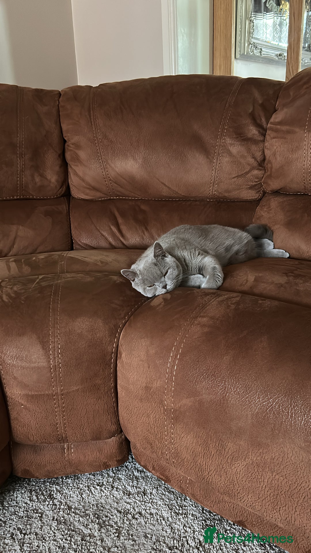 British Shorthair cats for sale: British Shorthair For Sale! - Advert 3