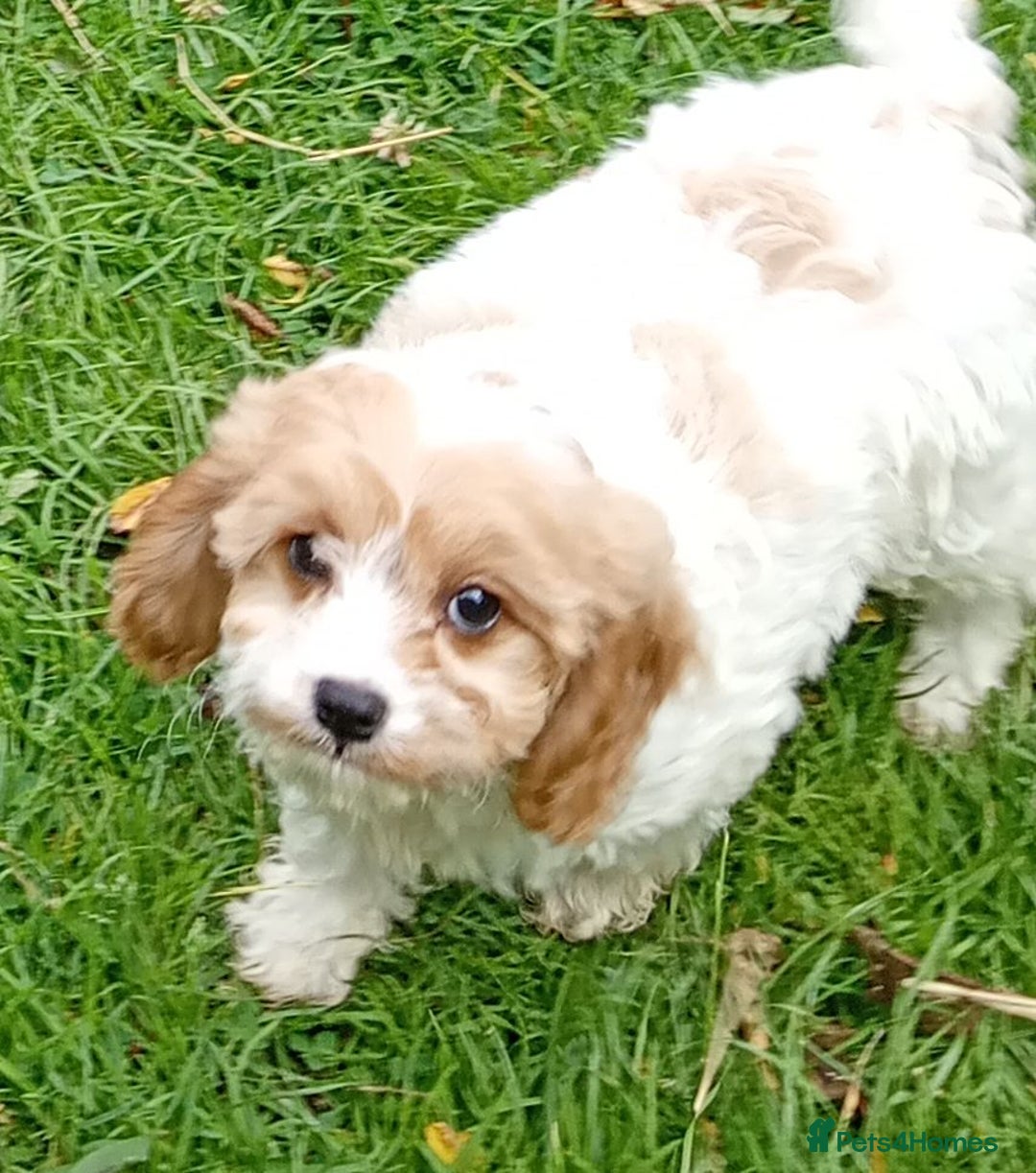 Mixed Breed dogs for sale: Lovely cavapoochon puppies for sale  - Image 4