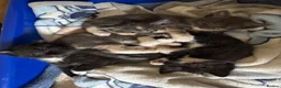 Mixed Breed cats for sale: 2 kittens available - Advert 3