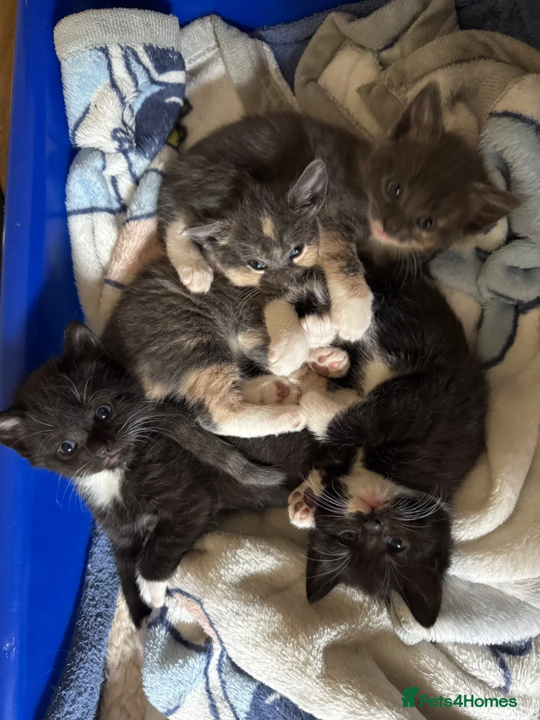 Mixed Breed cats for sale: 2 kittens available - Advert 3