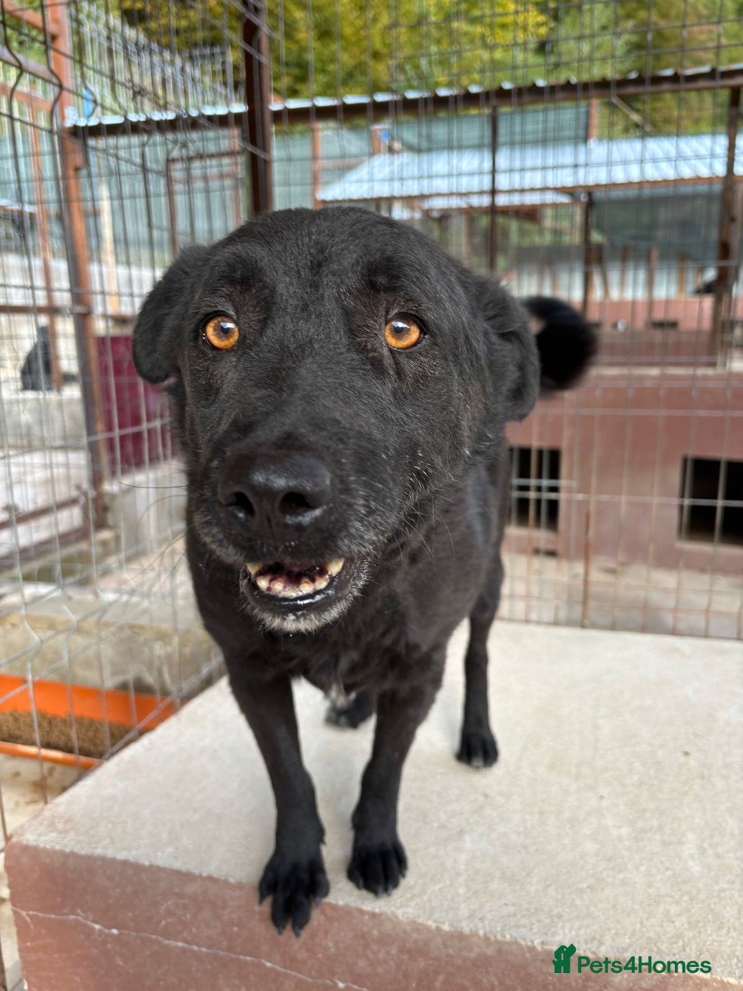 Mixed Breed dogs for adoption: Dragos 💙 - Advert 10