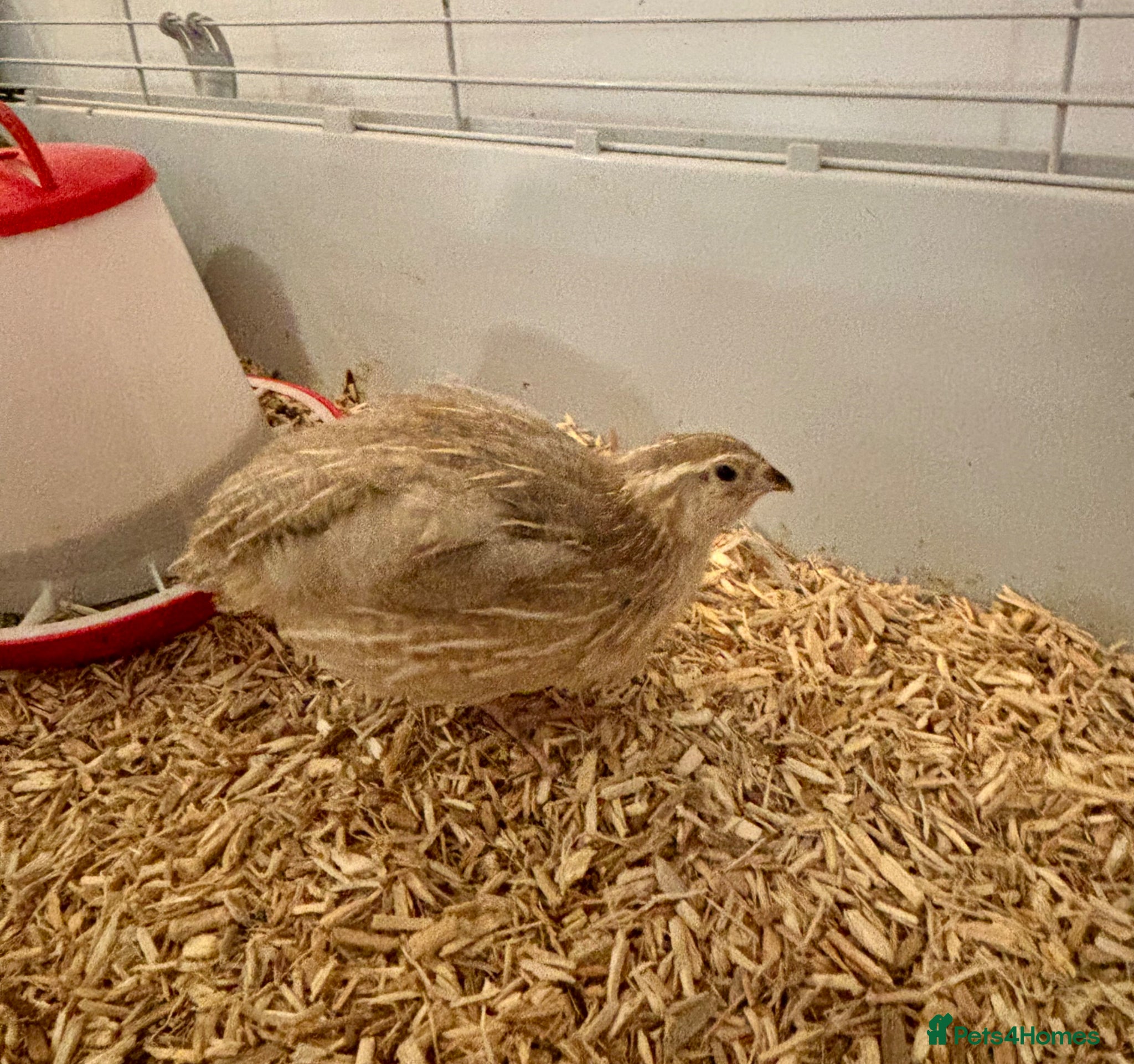 Quail poultry Male Coturnix Quail Roos 4 Weeks Old - Advert 2