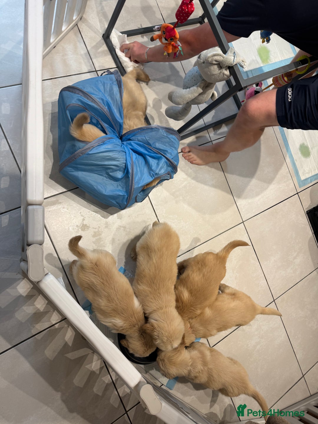 Golden Retriever dogs for sale: Pick of the litter! Chunky Golden Retriever Male - Image 5
