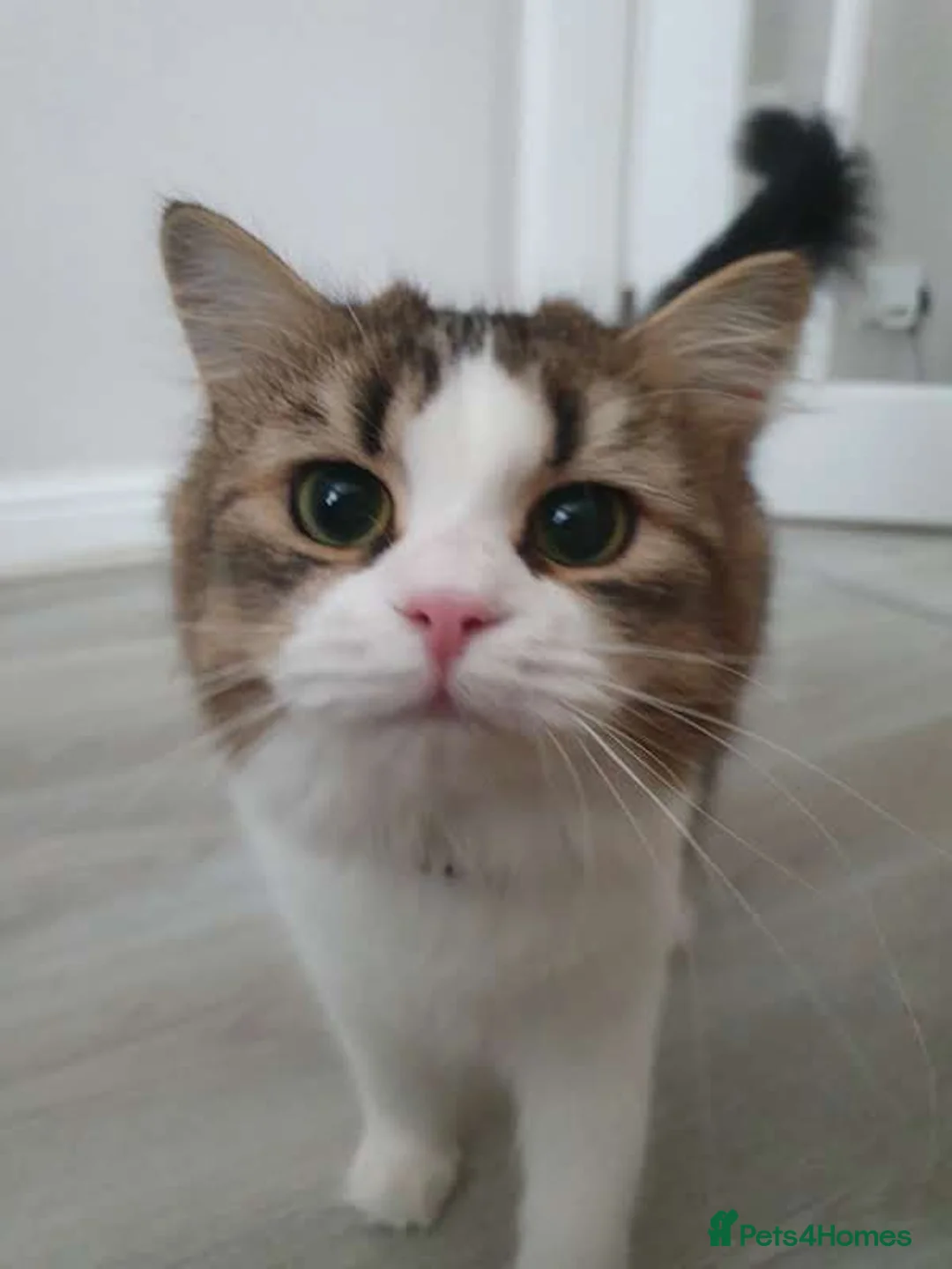 Mixed Breed cats for sale: Rehoming my cat - Advert 3