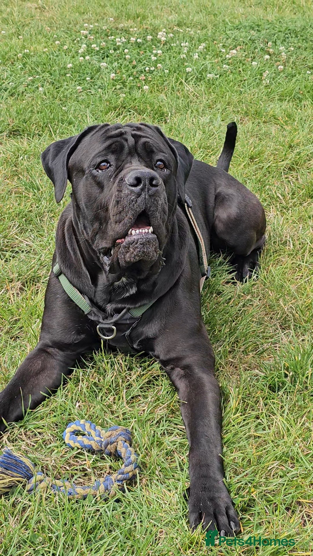 Cane Corso dogs for sale: Cane corso - Image 5