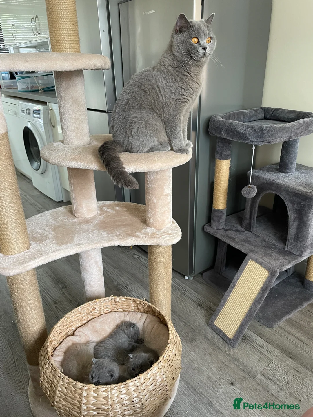 British Shorthair cats for sale: Adorable pedigree  Bsh babies - Advert 3