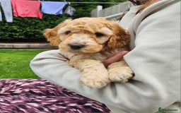 Cockapoo dogs for sale: Cockapoo Puppies - Image 6