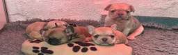 French Bulldog dogs for sale: French Bulldog KC Puppies - Advert 15