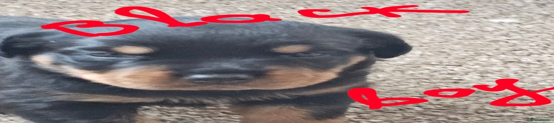 Rottweiler Puppy 8