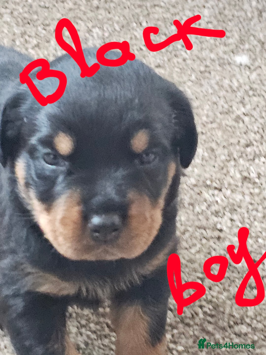 Rottweiler dogs for sale: Pure breed Rottweiler  - Image 7