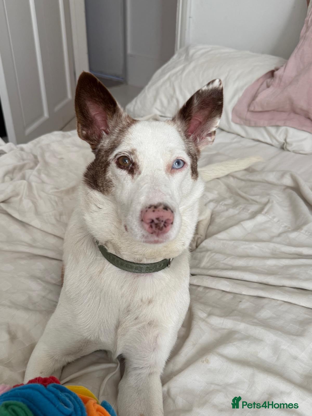 Mixed Breed dogs ❤️🐶 SAGA – AN AMAZING GIRL WHO JUST NEEDS LIFE TO - Advert 1