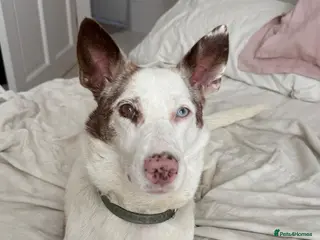 Mixed Breed dogs ❤️🐶 SAGA – AN AMAZING GIRL WHO JUST NEEDS LIFE TO - Advert 1
