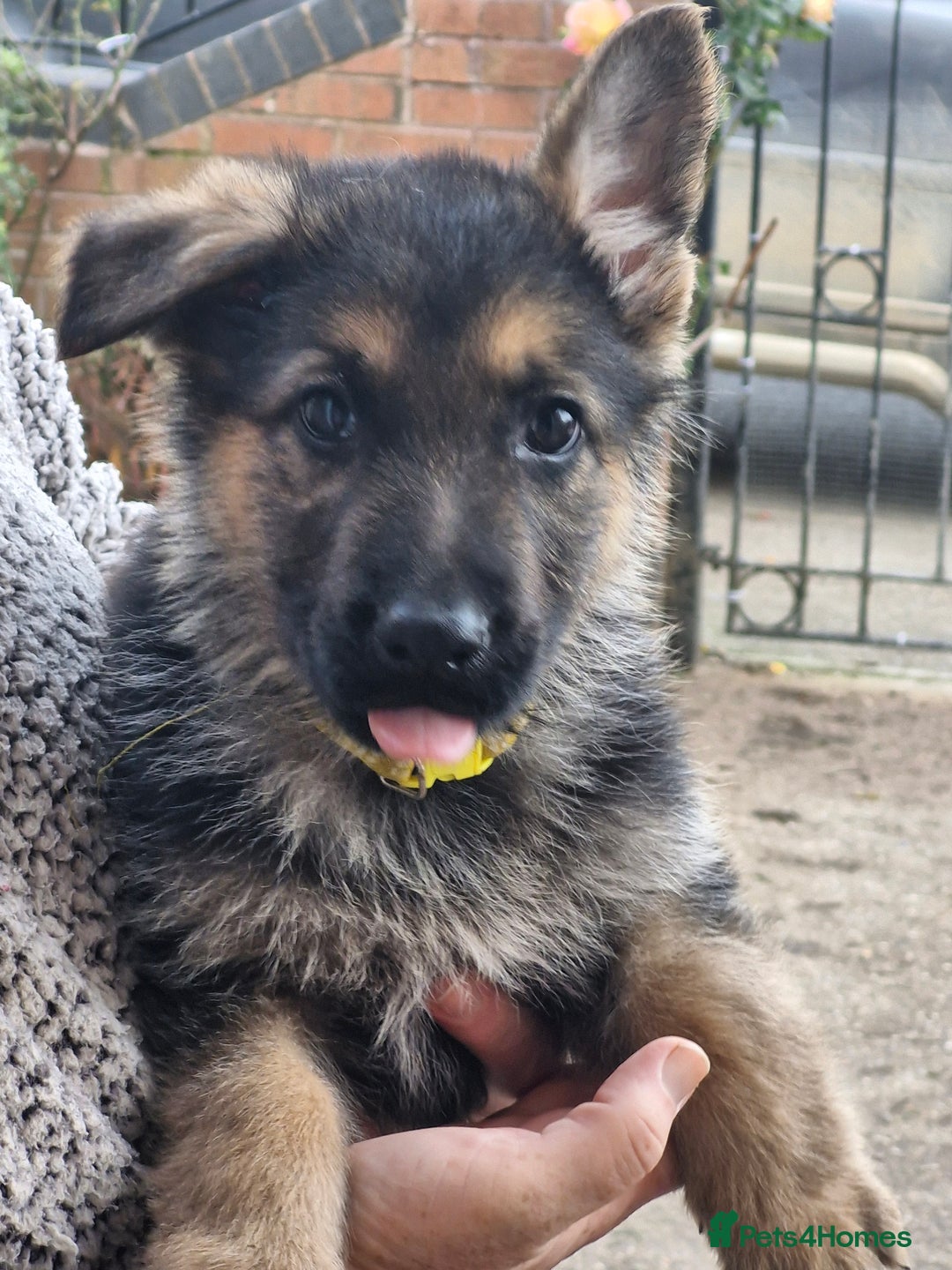 German Shepherd dogs for sale: KC German Shepherd pups LAST 2 BOYS! - Image 39