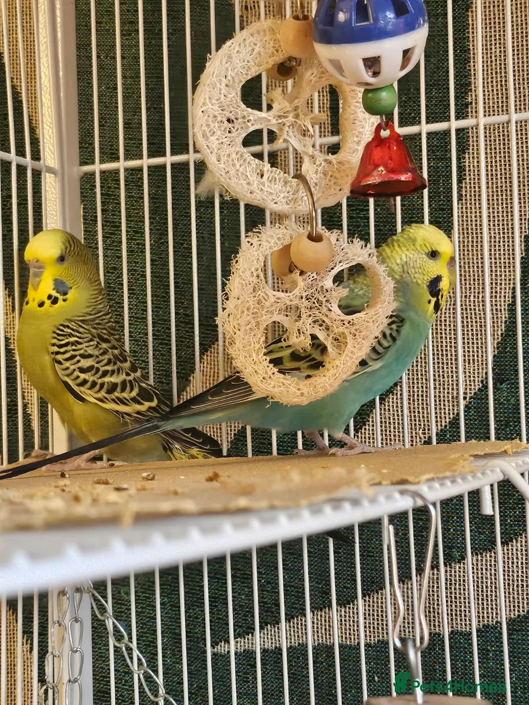Budgerigars birds for sale: Seeking Experienced Owner for Disabled Budgie in Knaresborough - Advert 1