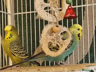 Budgerigars birds Seeking Experienced Owner for Disabled Budgie - Advert 8