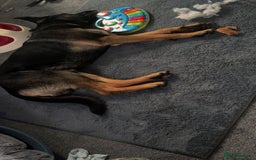Mixed Breed dogs for sale: Rex - German Shepard Rhodesian ridge back - Image 2