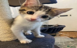 European cats for sale: 4 Cute & Cuddly Kittens Ready For Forever Home - Image 36