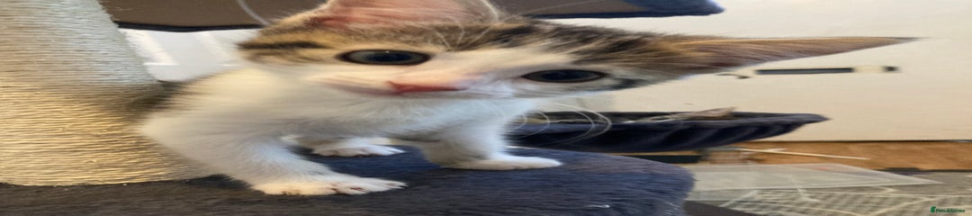 European Kitten 1