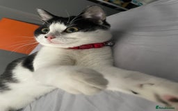 British Shorthair cats for sale: 6 month old Tabby kitten - Image 10