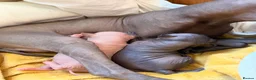 Mexican Hairless dogs for sale: Mexican hairless girls  - Advert 5