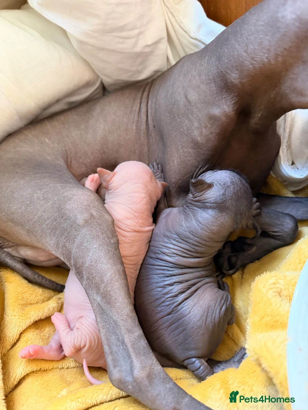 Mexican Hairless dogs for sale: Mexican hairless girls  - Advert 5