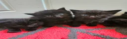 Maine Coon cats for sale: Beautiful black fluffy kittens - Advert 1