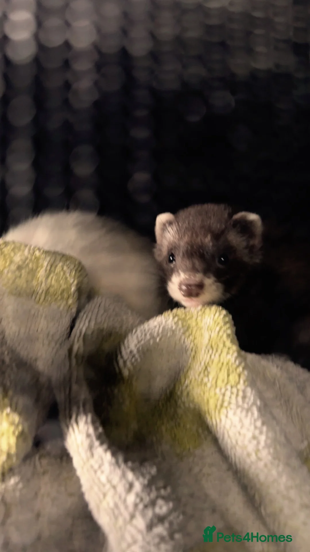 Ferret rodents for sale: Two ferrets(siblings) in Normanton - Advert 2