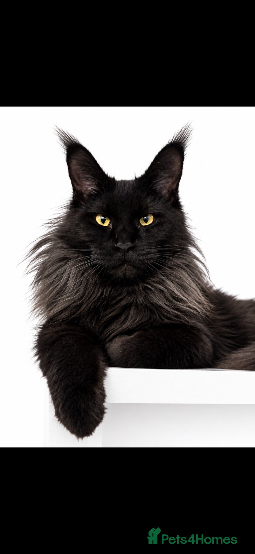Maine Coon cats for sale: RUSSIAN XL GCCF SMOKE KITTENS - Advert 1