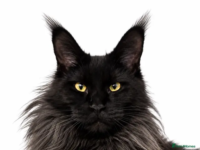 Maine Coon cats for sale: RUSSIAN XL GCCF SMOKE KITTENS - Advert 1