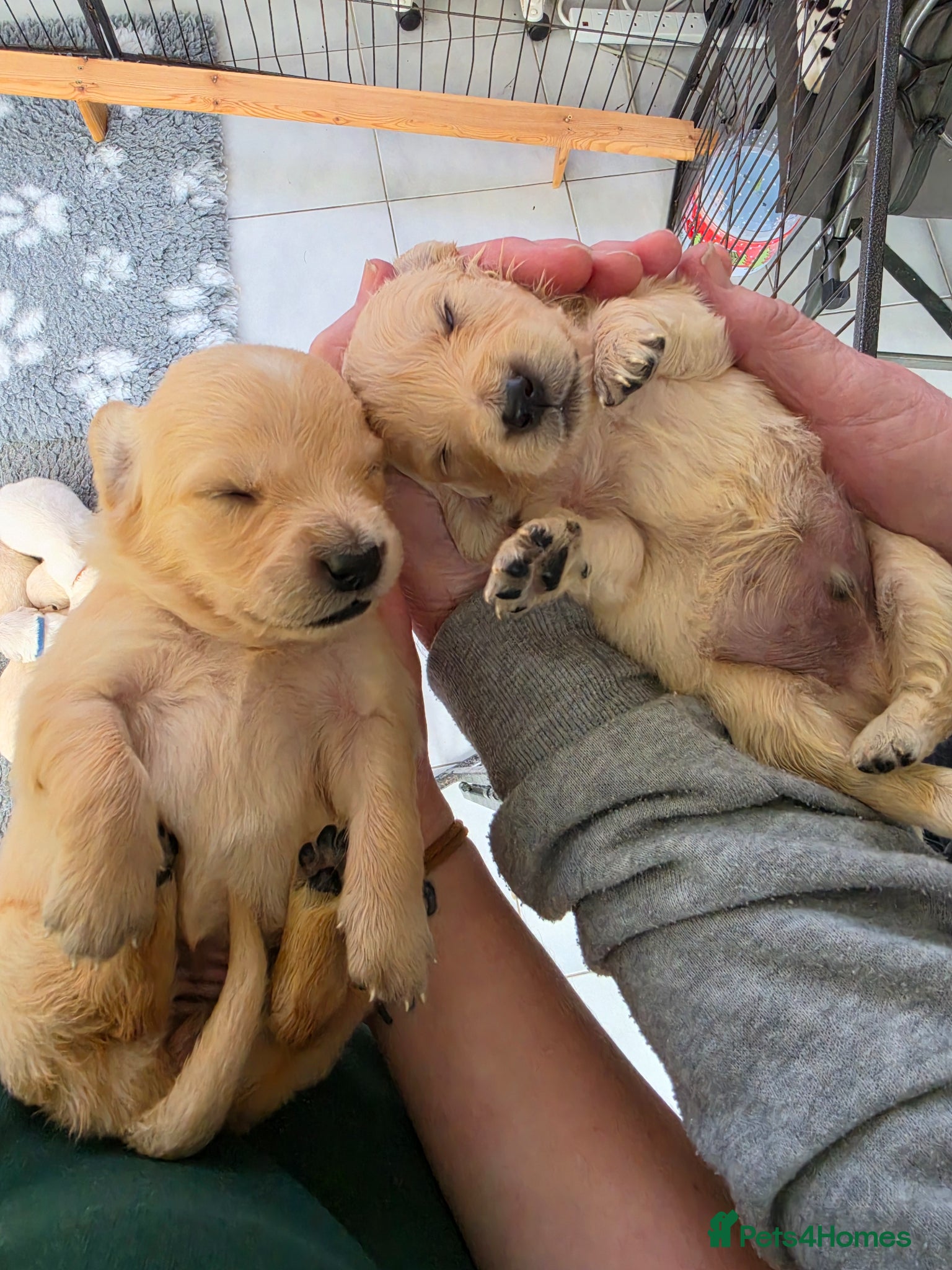 Golden Retriever dogs KC Puppies cream & gold - Advert 14