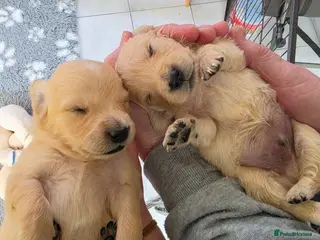 Golden Retriever dogs KC Puppies cream & gold - Advert 14