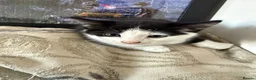 Mixed Breed cats for sale: Kittens ready for their forever home  - Advert 3