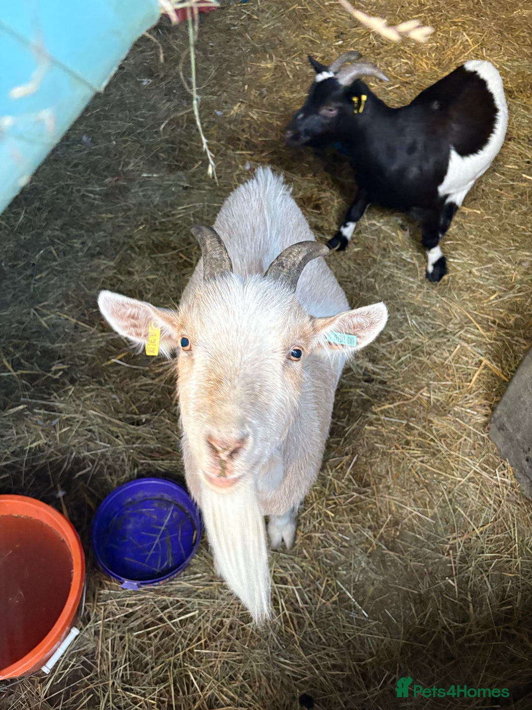 Goats livestock for sale: Pygmy goats  - Image 5