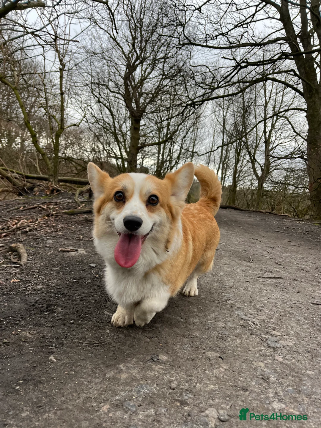 Welsh Corgi Pembroke dogs for sale: KC Welsh Pembrokeshire Corgi puppies  - Advert 4