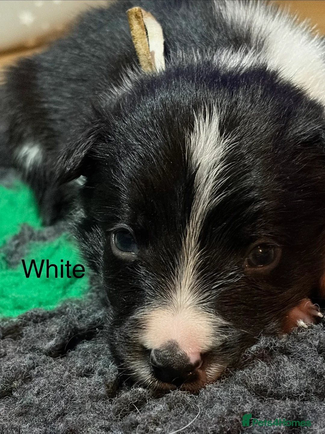 Border Collie dogs for sale: ONLY ONE BOY REMAINING (READY TO GO TUE) - Advert 37