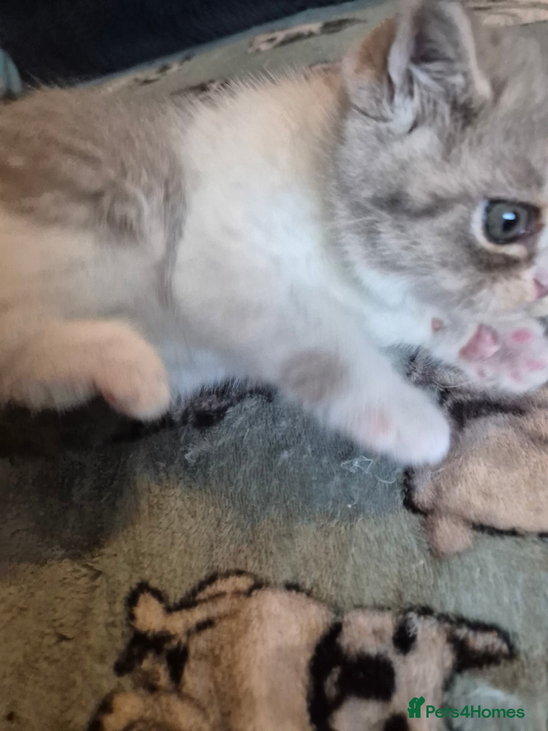 Selkirk Rex cats for sale: Pedigree selkirk rex girls non curly - Advert 33