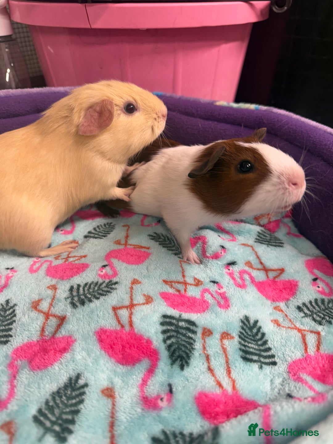 Guinea Pig rodents for sale: Super sweet purebred baby guinea pigs  - Advert 7