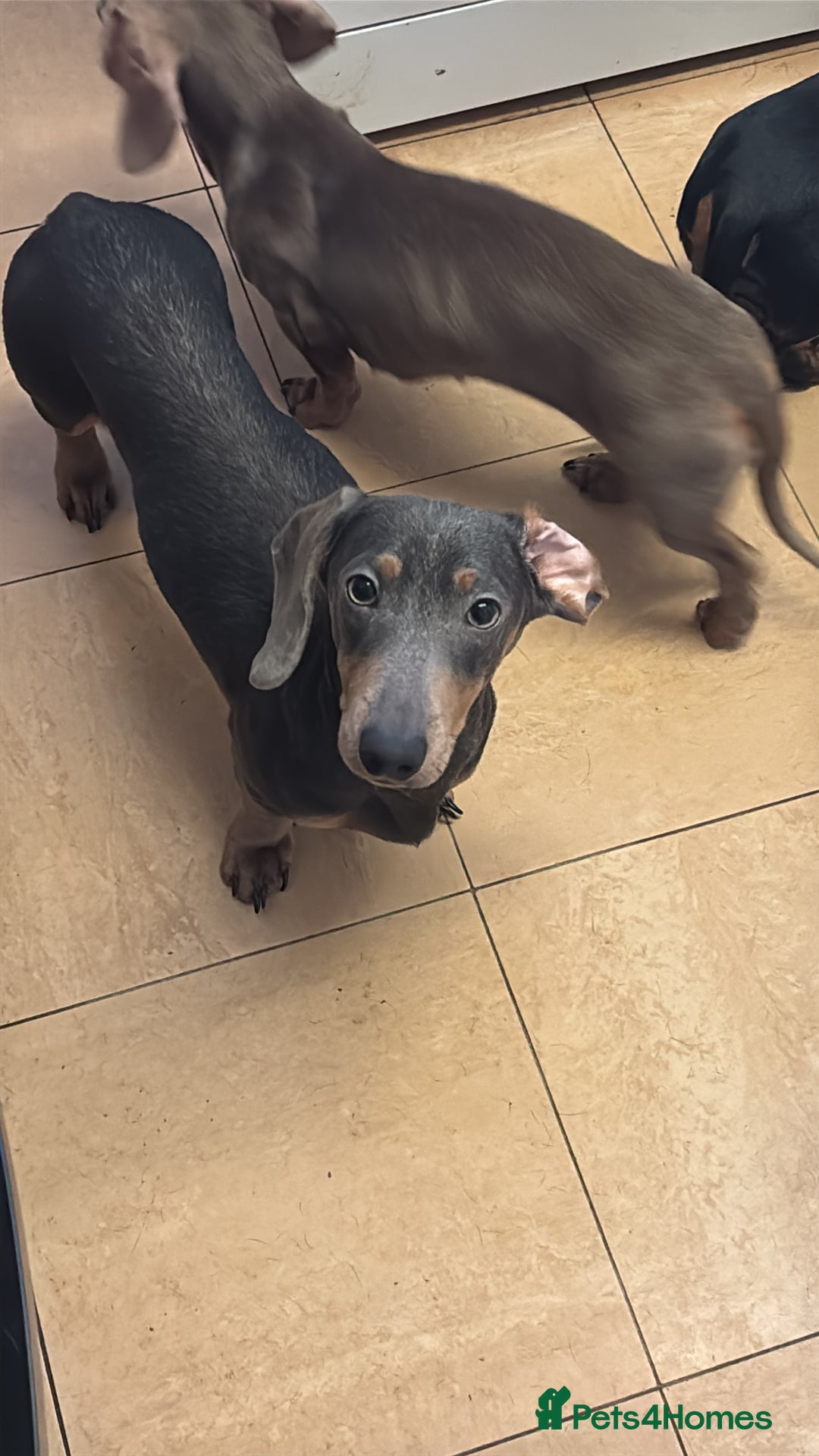 Miniature Dachshund dogs for sale: Blue and tan male miniature dachshund  - Advert 4